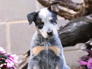 Australian Cattle Dog dogs for sale: Axel - Ad 3