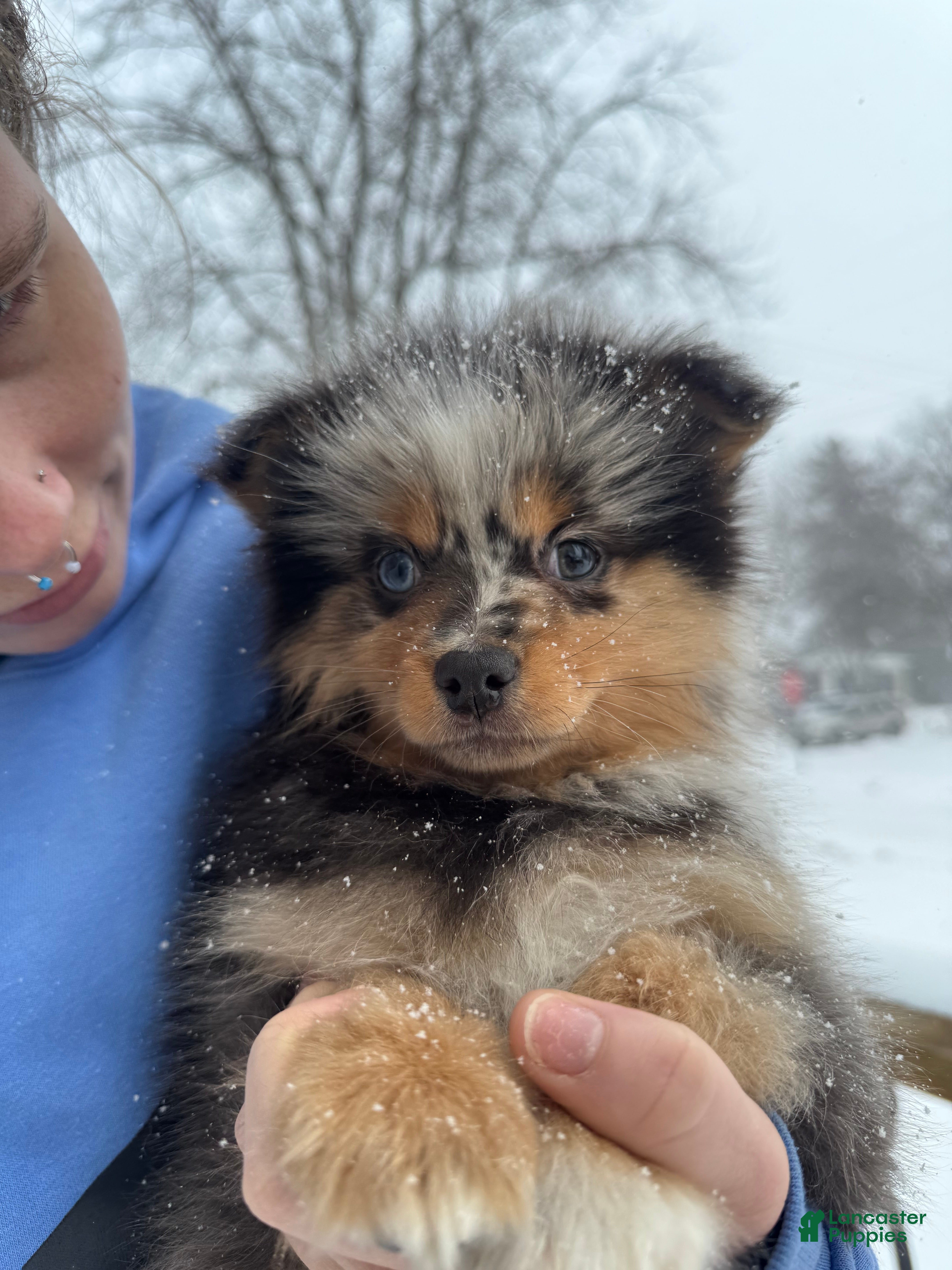 Pomsky dogs Buster - Ad 12