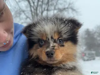 Pomsky dogs for sale: Buster - Ad 2