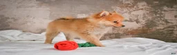 Pomeranian dogs for sale: FLOWER - Ad 8