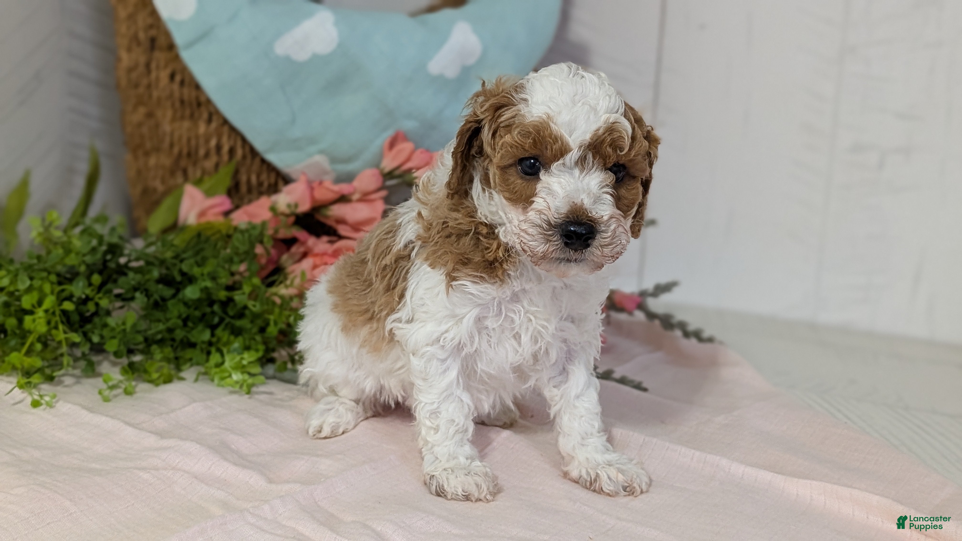 Miniature Poodle dogs Ziggy - Ad 7