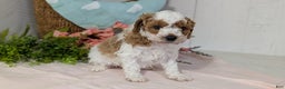 Miniature Poodle dogs for sale: Ziggy - Ad 7