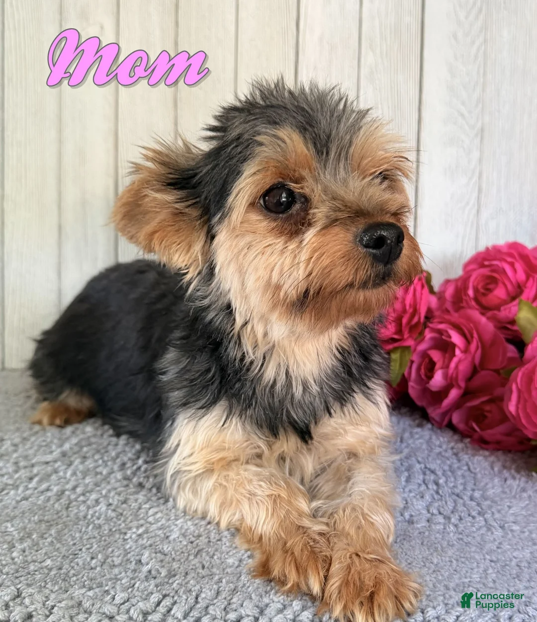 Yorkshire Terrier dogs for sale: Thor - Ad 7