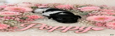 Poppy