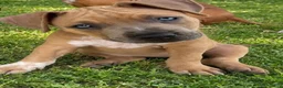 American Pit Bull Terrier dogs for sale: Princess - Ad 2