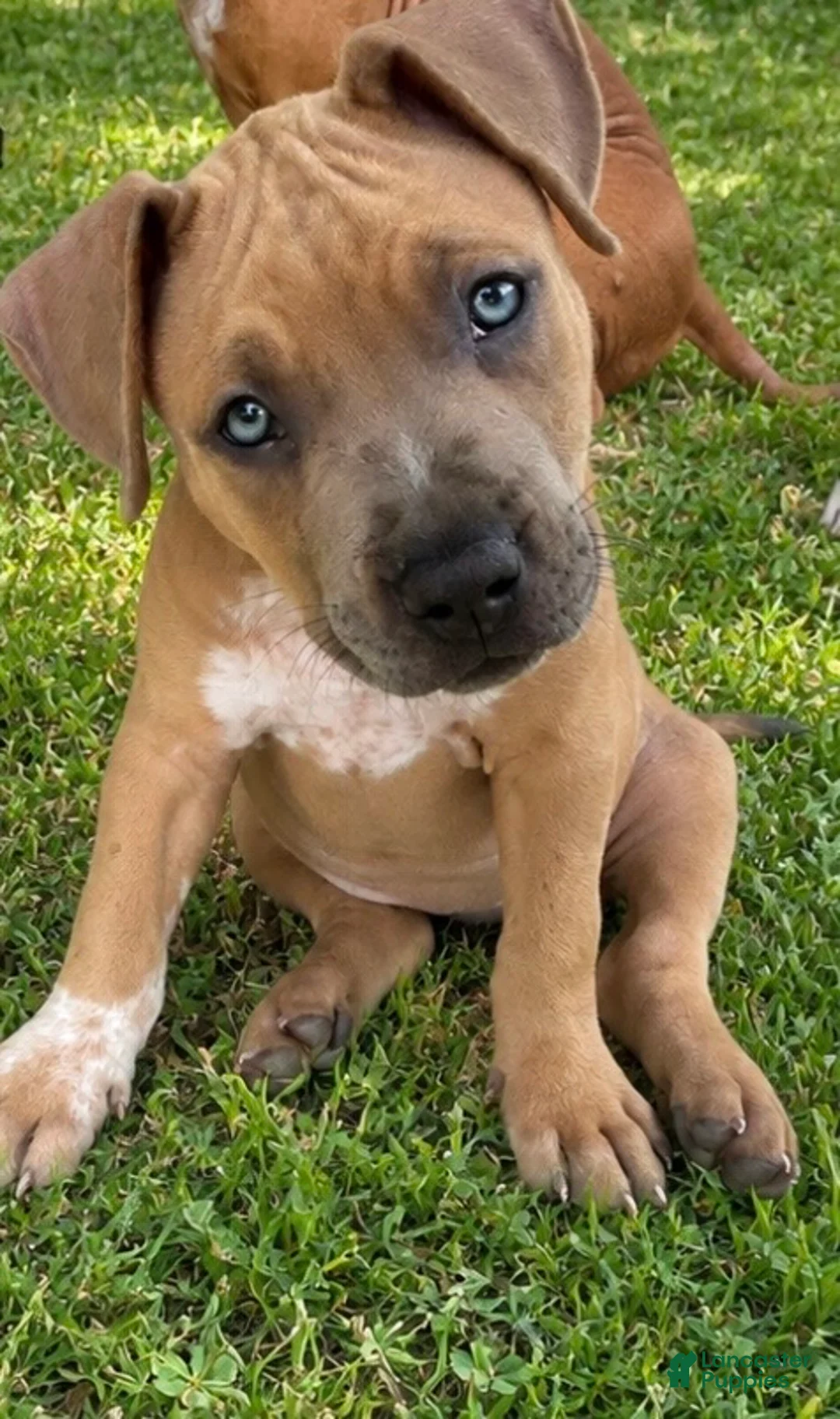 American Pit Bull Terrier dogs for sale: Princess - Ad 2