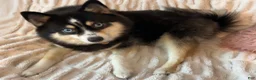 Pomsky dogs for sale: Poppy Teacup/Micro Pomsky - Ad 7