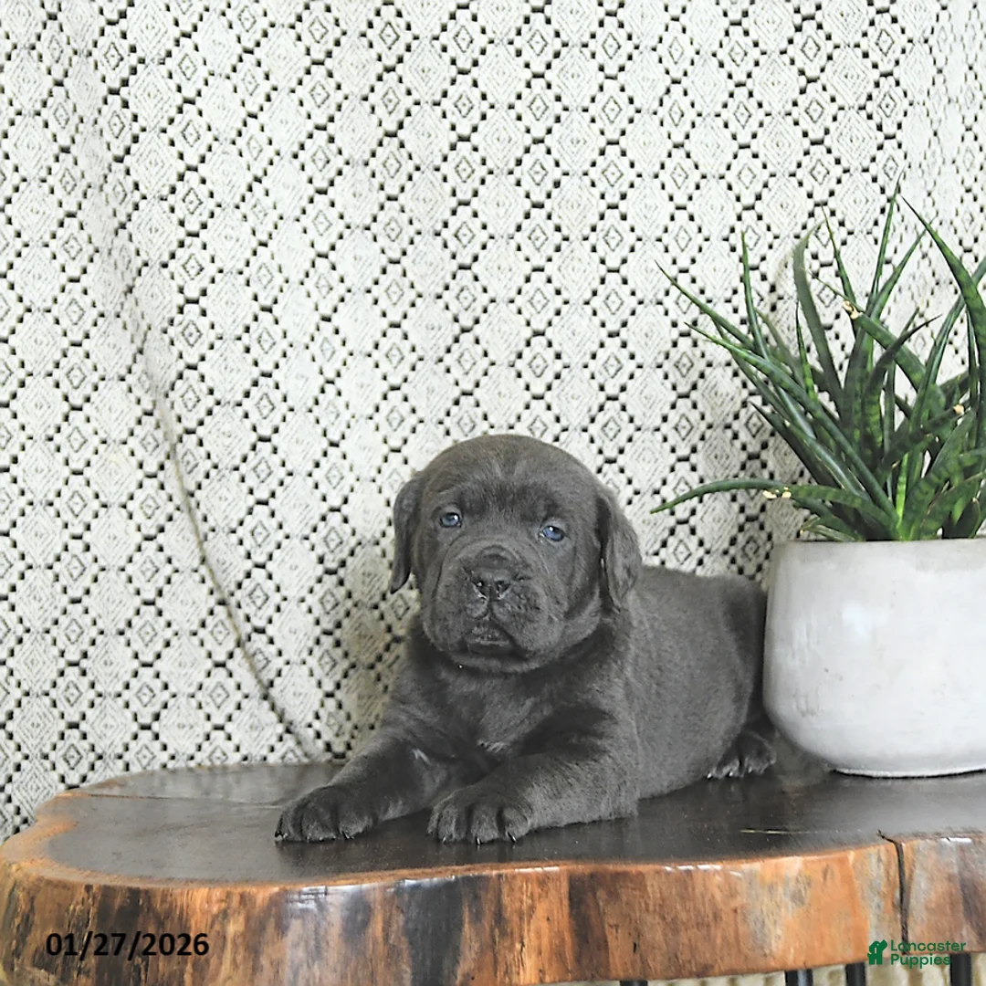 Cane Corso dogs for sale: Thor - Ad 5