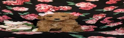 Mini Goldendoodle dogs for sale: Becca Hypoallergenic - Ad 5
