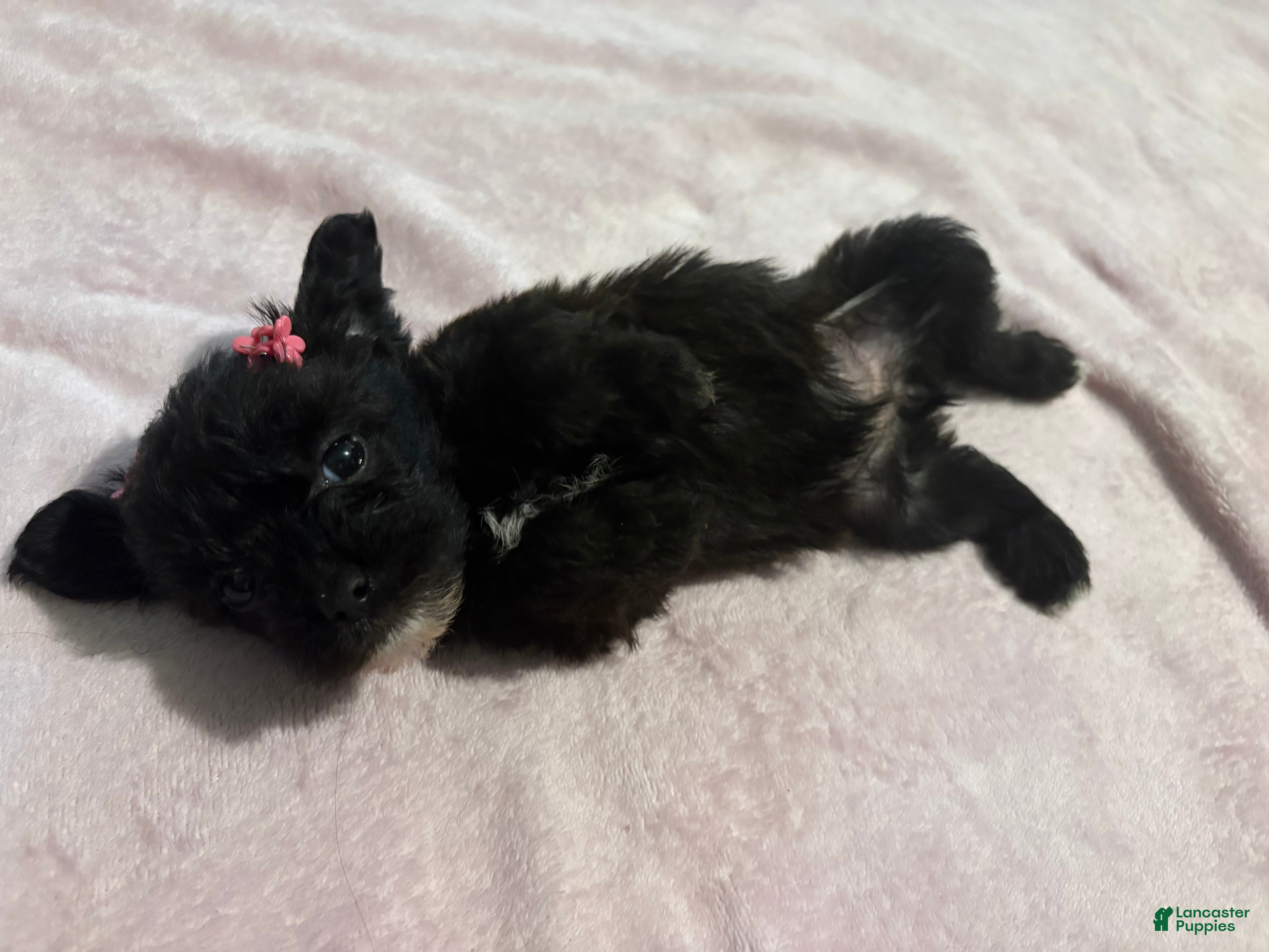 Mixed Breed dogs 1 Mixed Breed  color dark brown  - Ad 31