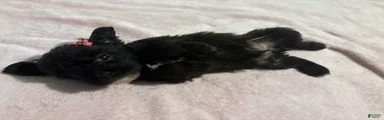 1 Mixed Breed  color dark brown 