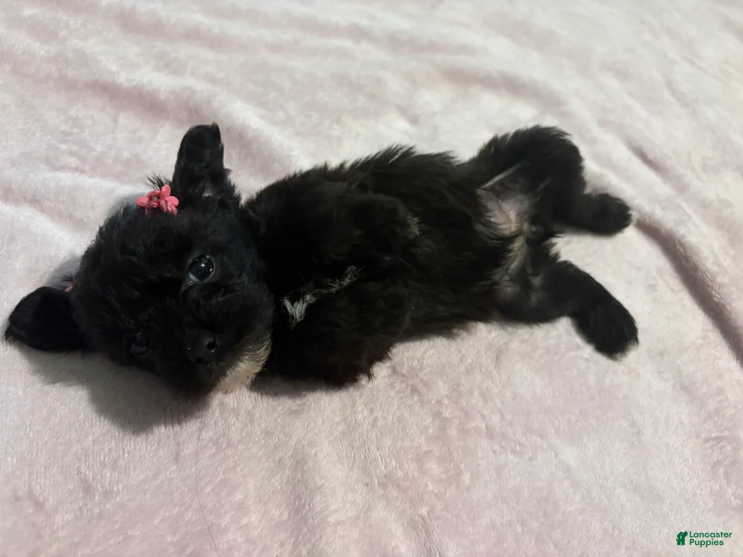 Mixed Breed dogs for sale: 1 Mixed Breed  color dark brown  - Ad 1
