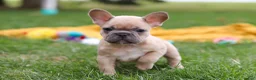 French Bulldog dogs for sale: Layla  - Ad 9
