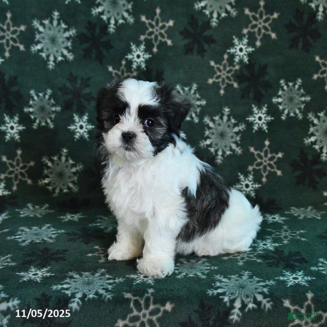 Malshi dogs for sale: Lily - Ad 1
