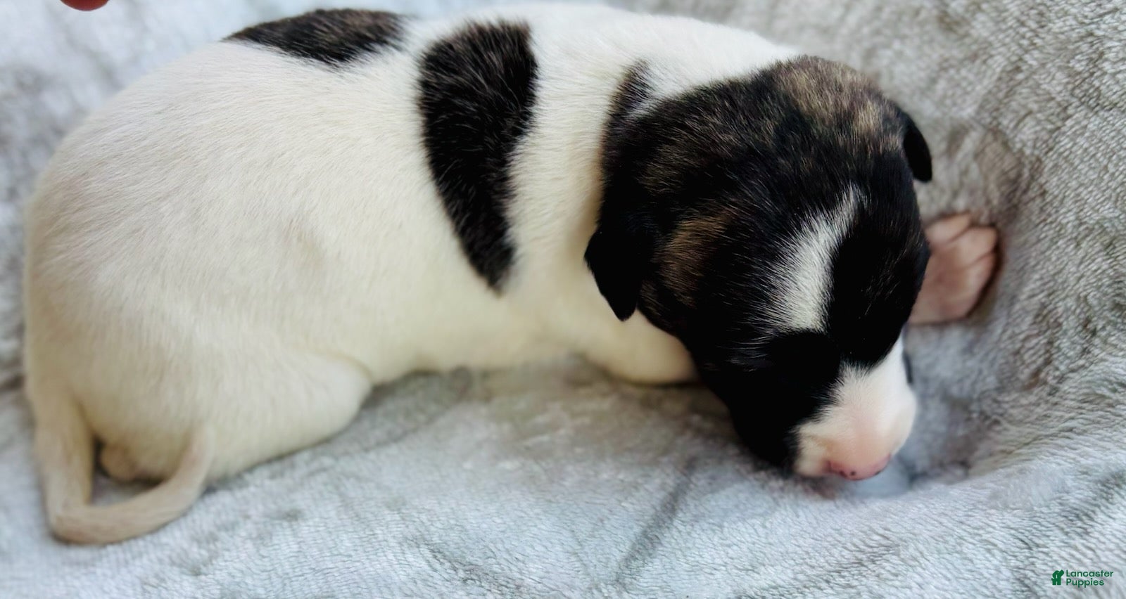 Whippet dogs Boy 3 - Ad 1
