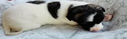 Whippet dogs for sale: Boy 3 - Ad 1