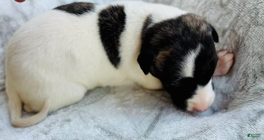 Whippet dogs for sale: Boy 3 - Ad 1