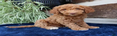 Hugo 