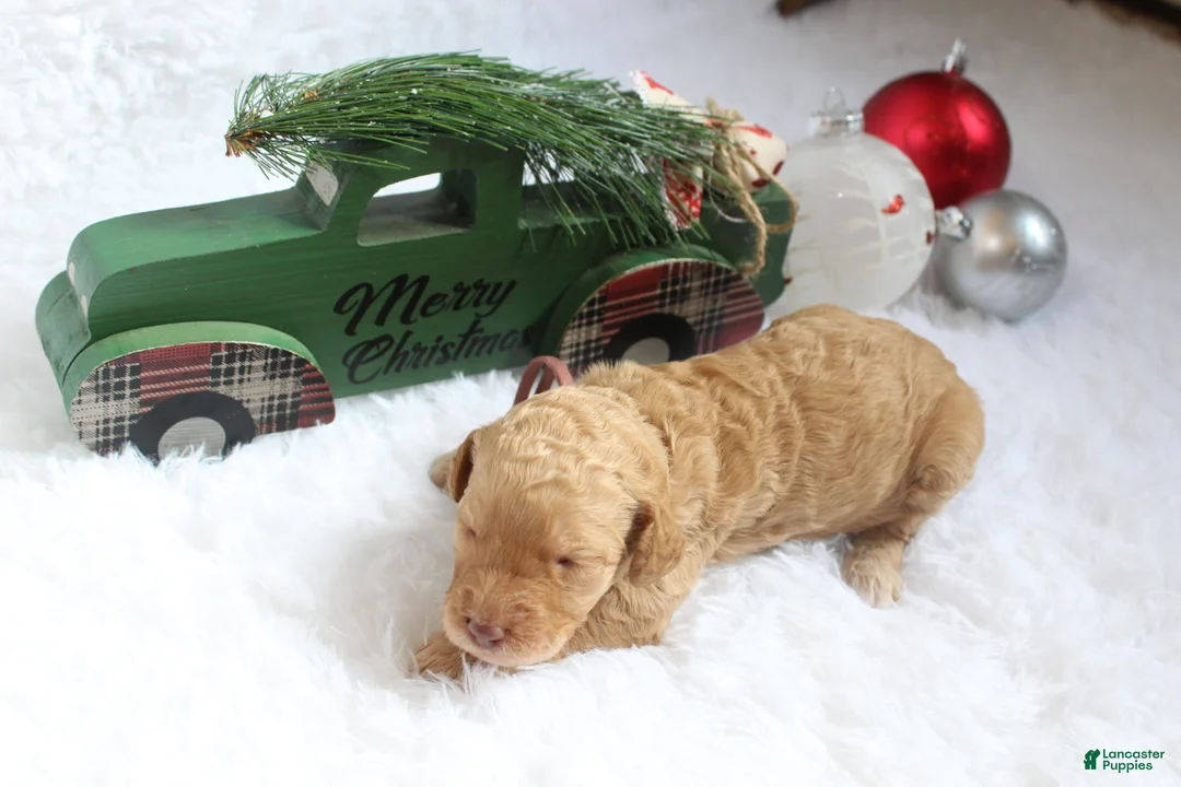 Goldendoodle dogs for sale: Americana - Ad 4