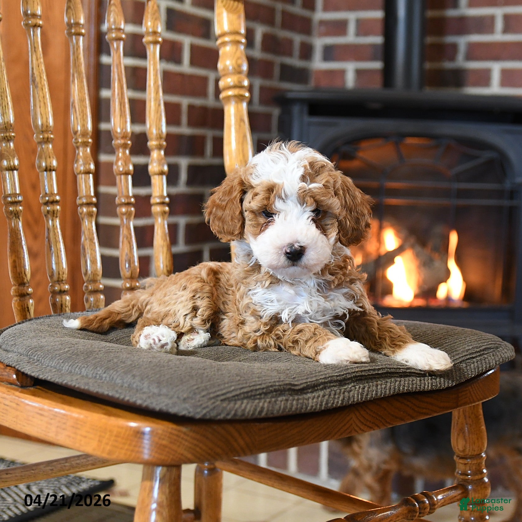 Toy Poodle dogs Bolt - Ad 2