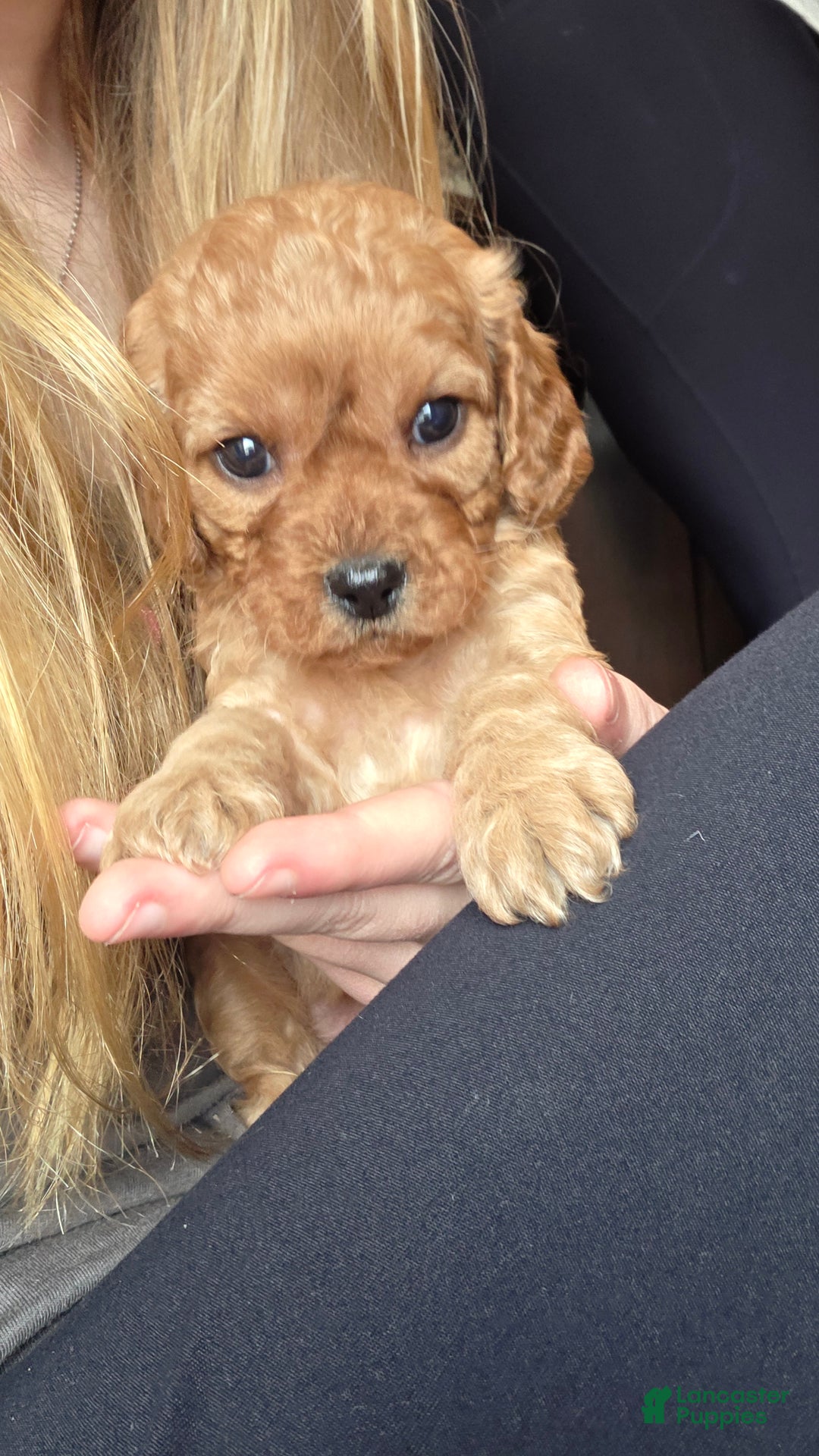 Cavapoo dogs for sale: Nova - Ad 12