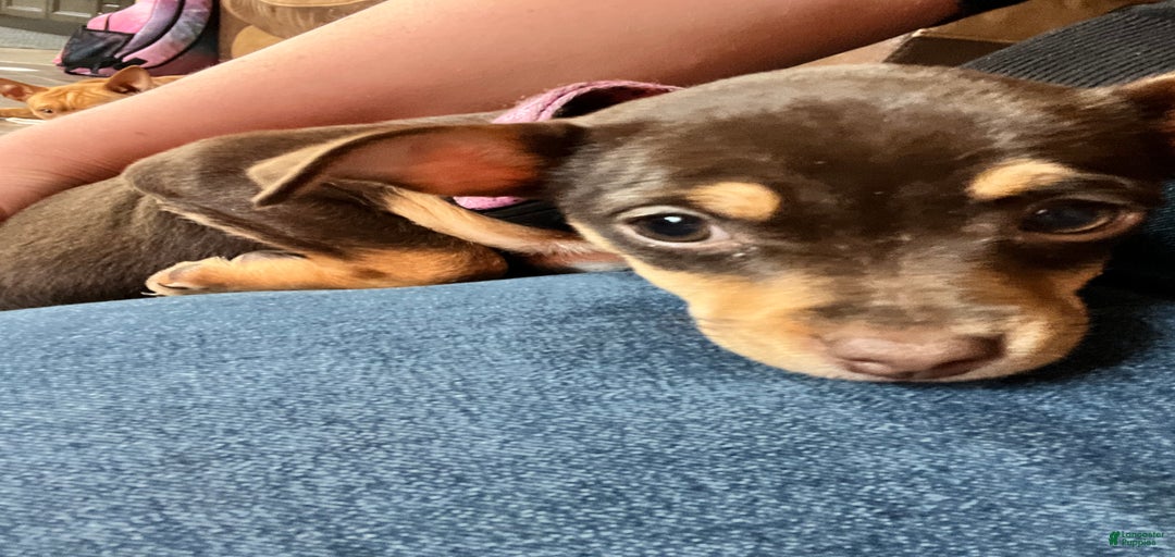 Gallery Image {{count}}