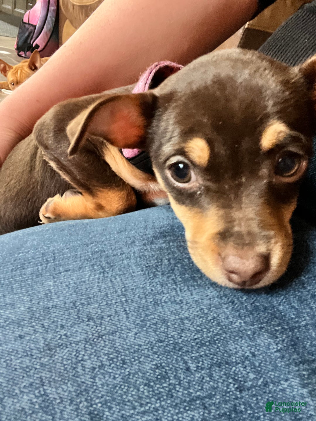 Gallery Image {{count}}