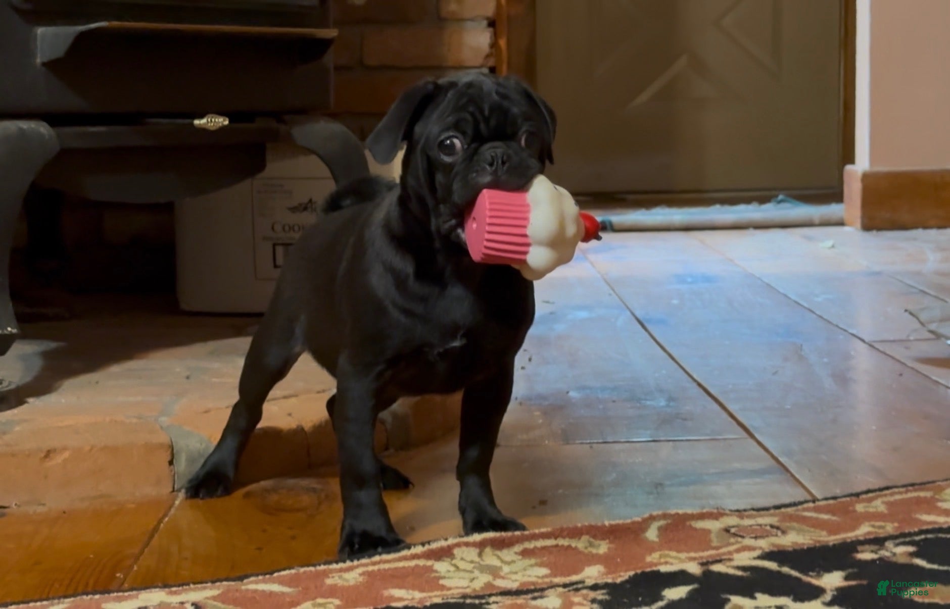 Pug dogs Porky - Ad 2