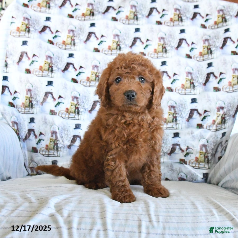 Mini Goldendoodle dogs Fancy - Ad 12
