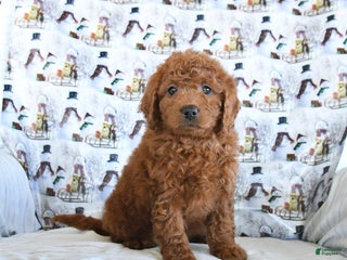 Mini Goldendoodle dogs Fancy - Ad 12