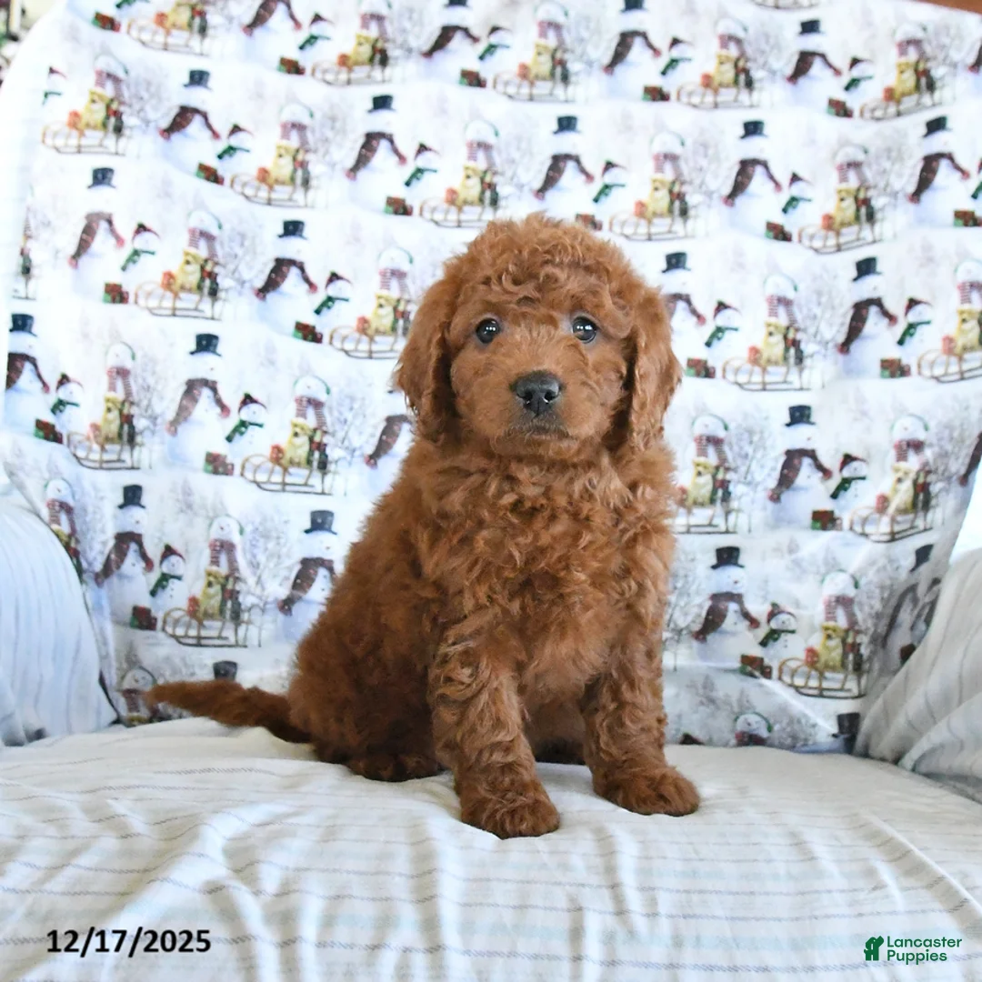 Mini Goldendoodle dogs for sale: Fancy - Ad 1