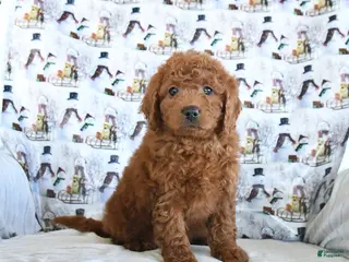 Mini Goldendoodle dogs Fancy - Ad 12