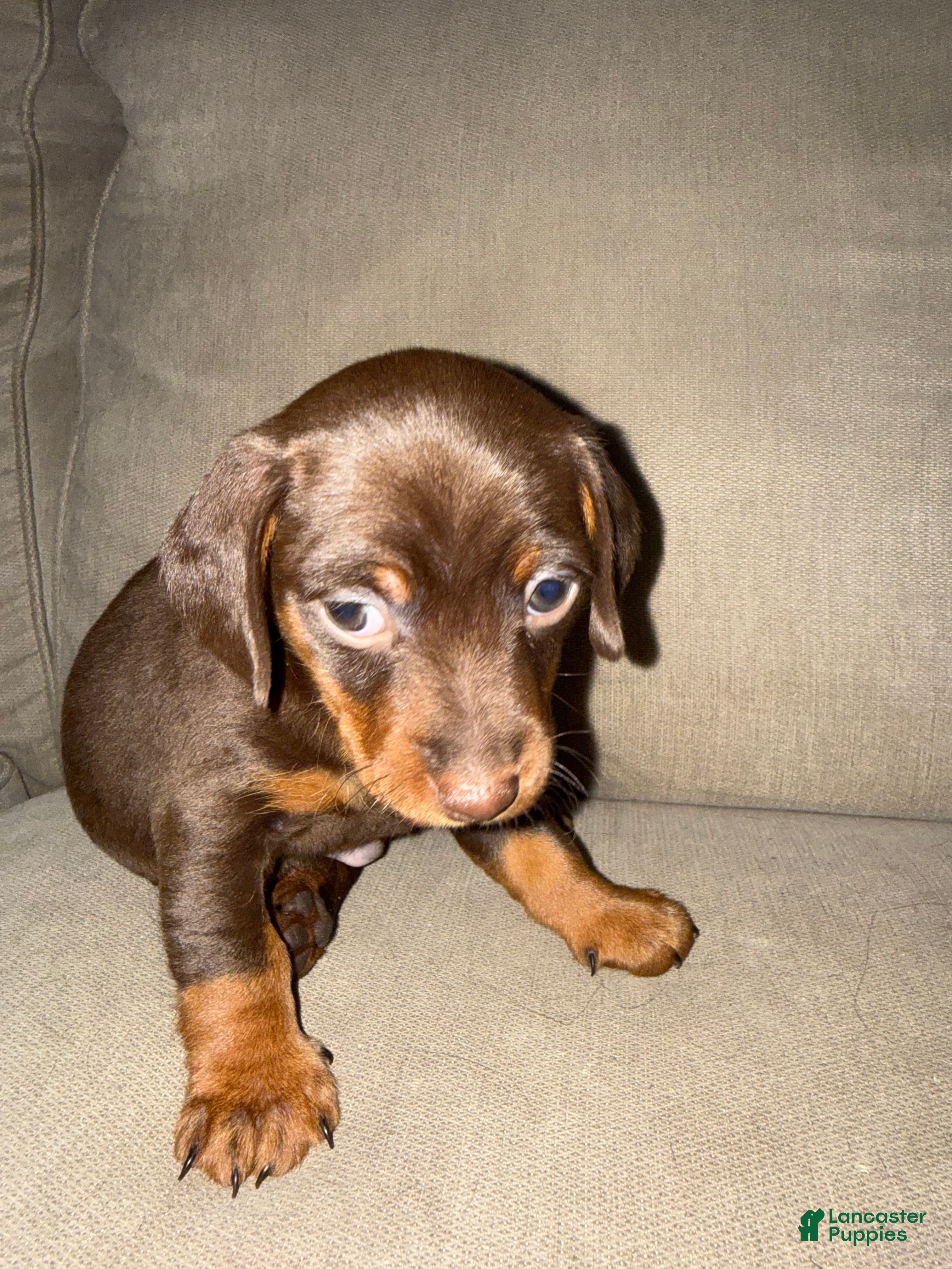 Mixed Breed dogs Mixed Breed 3 - Ad 14