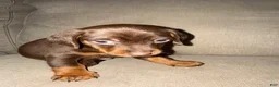Mixed Breed dogs for sale: Mixed Breed 3 - Ad 1