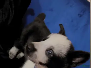 German Shepherd dogs Frost - Ad 6