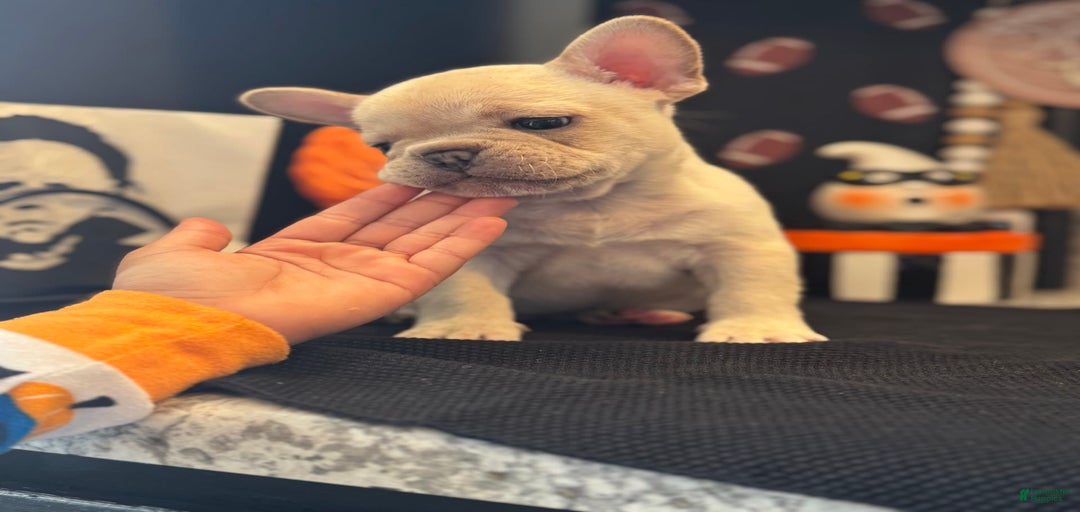 Gallery Image {{count}}