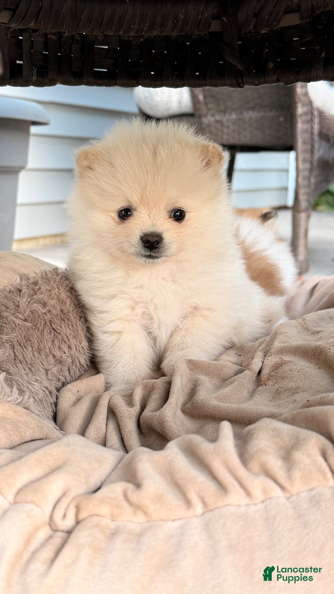 Pomeranian dogs Pomeranian 5 - Ad 2