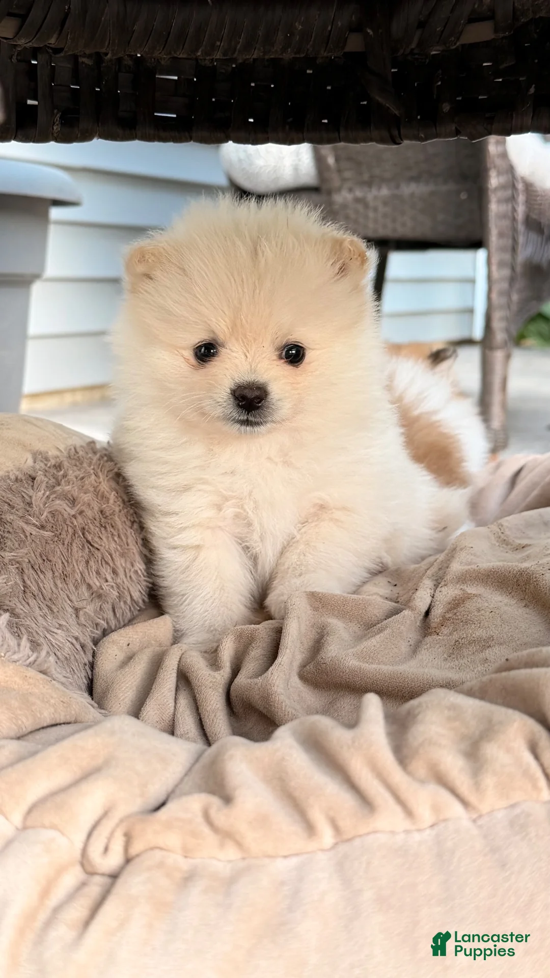 Pomeranian dogs for sale: Pomeranian 5 - Ad 2