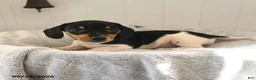 Mixed Breed dogs for sale: Rosebud - Ad 3