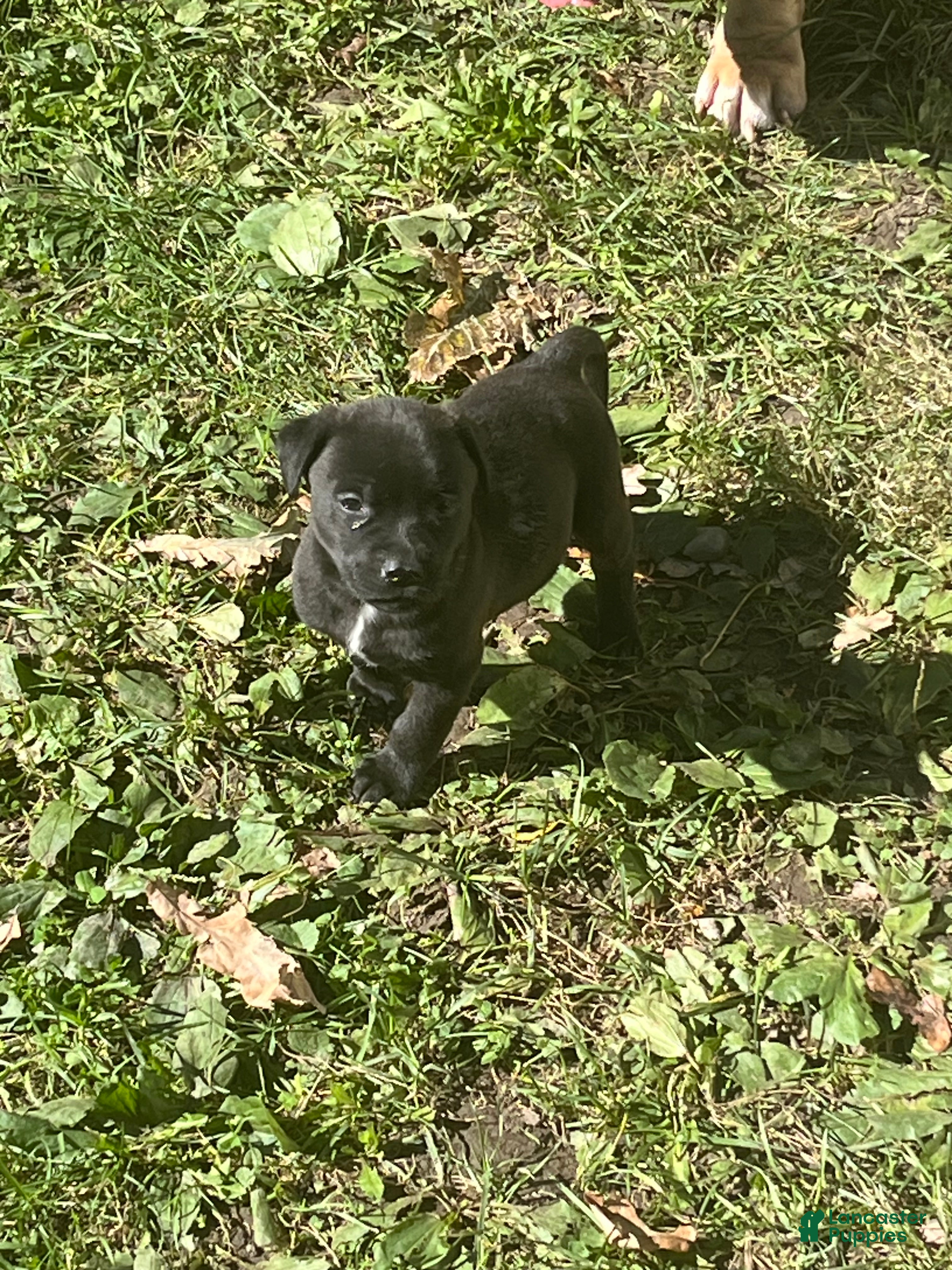 American Pit Bull Terrier dogs Max - Ad 16