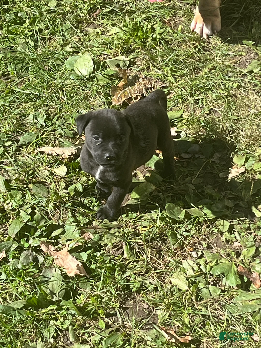American Pit Bull Terrier dogs for sale: Max - Ad 1