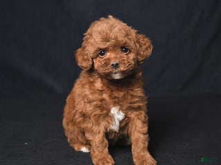 Toy Poodle dogs Ace - Ad 1