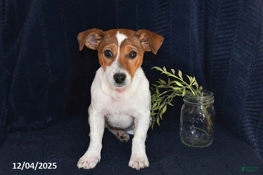 Jack Russell Terrier dogs for sale: Vivian - Ad 2