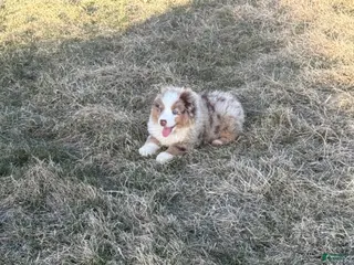Miniature Australian Shepherd dogs for sale: Prince - Ad 1