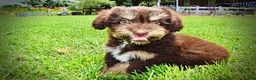 Havapoo dogs for sale: Epic - Ad 18