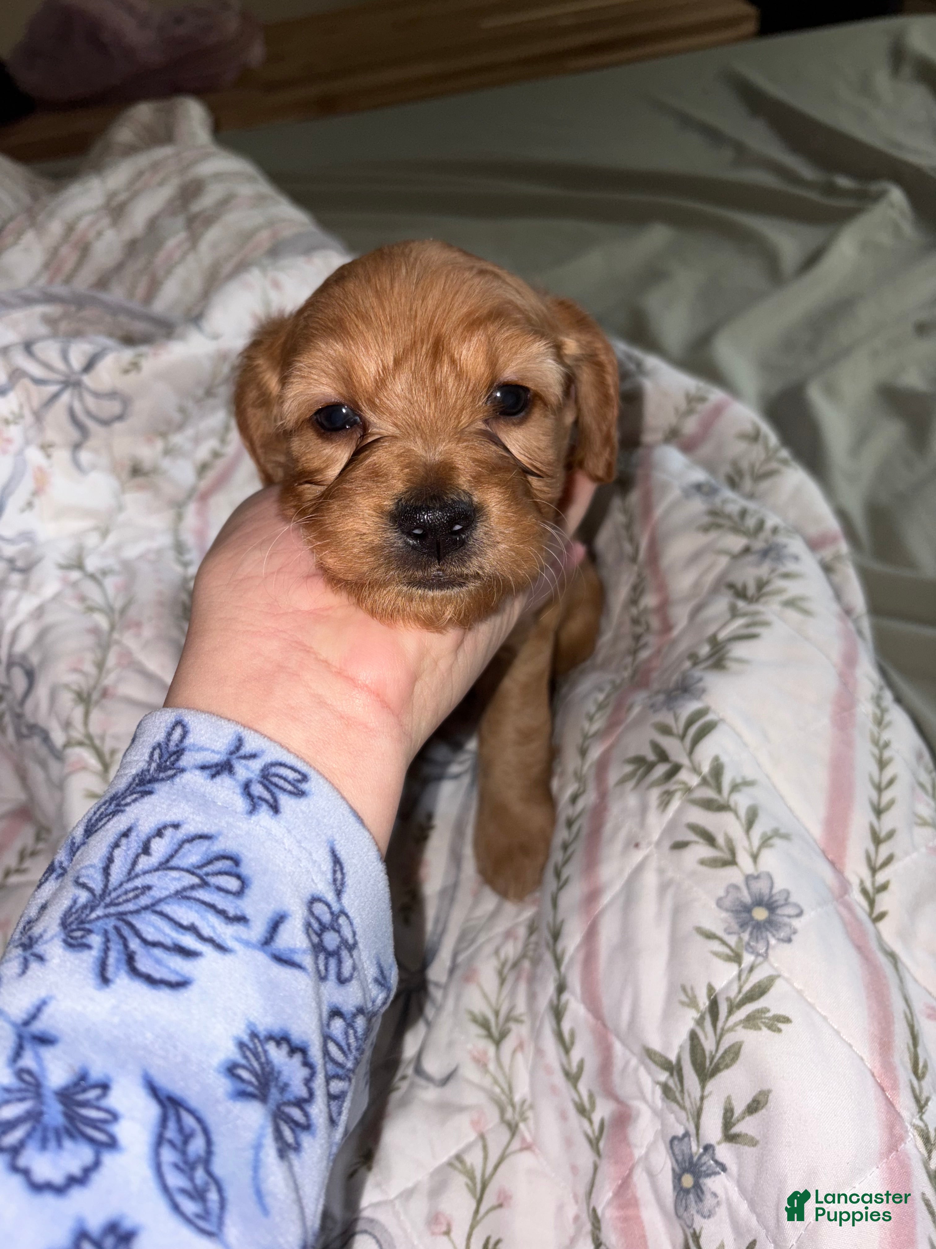 Mini Goldendoodle dogs Romona  - Ad 30