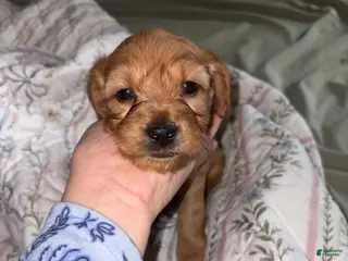 Mini Goldendoodle dogs Romona - Ad 38