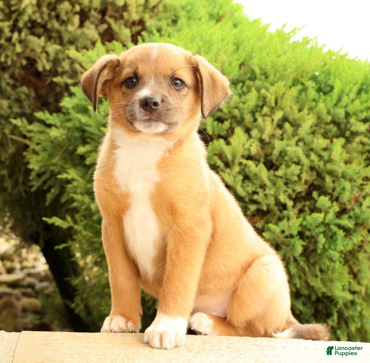 Miniature Australian Shepherd dogs Bart - Ad 2