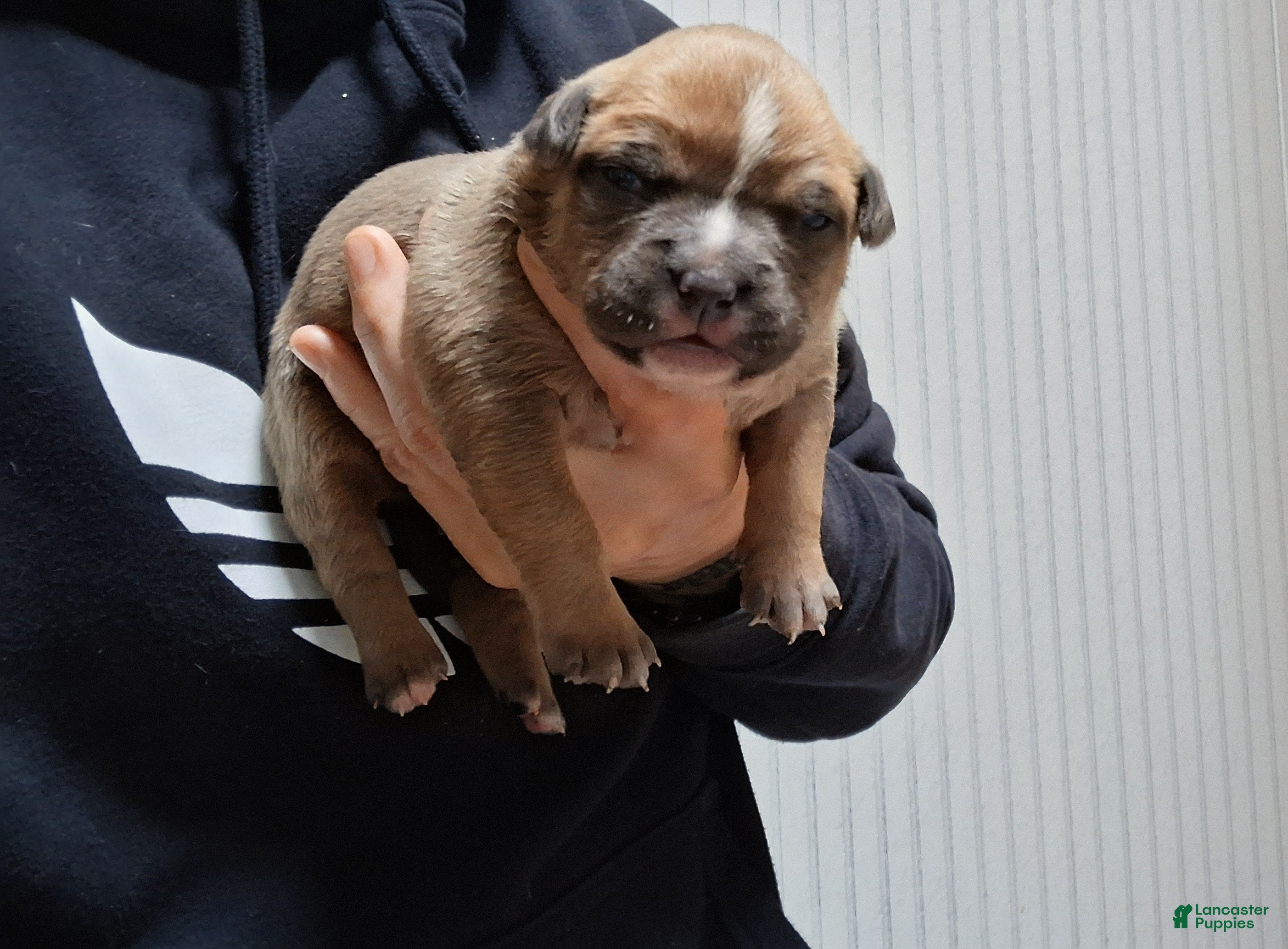 American Bully dogs American Bully Puppy 3 - Ad 1