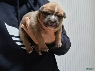 American Bully dogs for sale: American Bully Puppy 3 - Ad 4